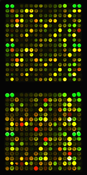 Microarray section image