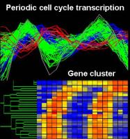 Periodic transcription