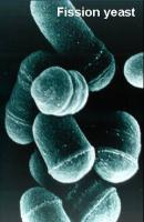 Pombe cells