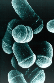 Fission yeast: no beauty, but what a beast.