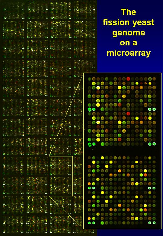 Our first microarray image